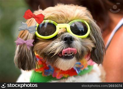 Close up of small dog with costume of bows, sunglasses and necklace