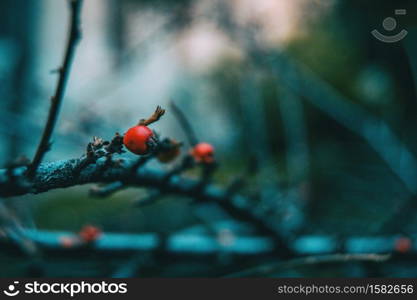 Close-up of small red berries of berberis thunbergii on a branch without leaves in autumn