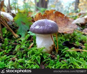 Close-up of small slimy spike mushroom on green moss in pine woodland on autumn day