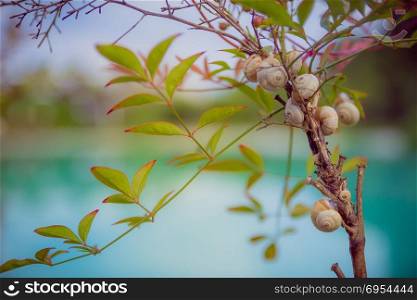 Close up of snails on a branch.