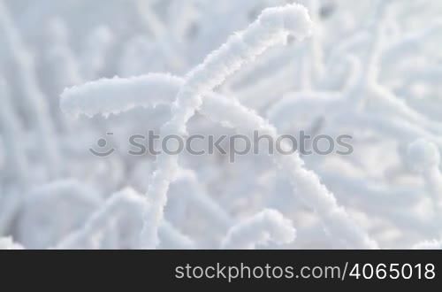 Close up of snow covered branch.