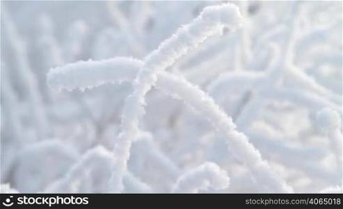 Close up of snow covered branch.