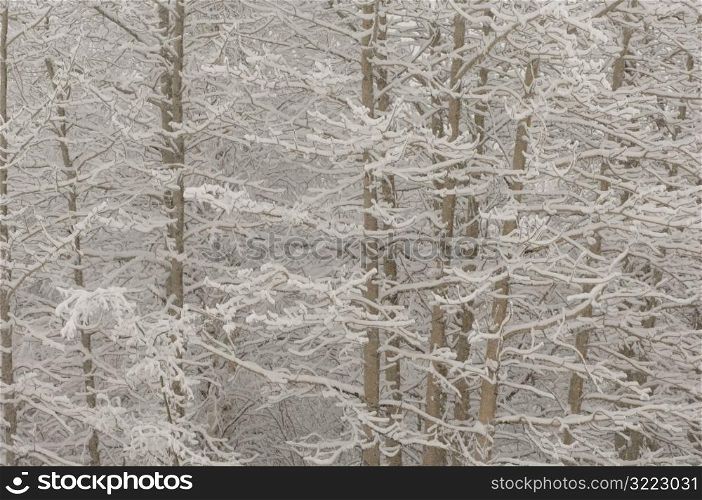 Close up of snow covered tree branches in Alberta Canada