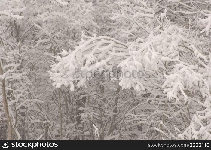 Close up of snow covered tree branches in Alberta Canada