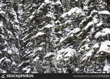 Close up of snow covered trees in Whistler, Canada.