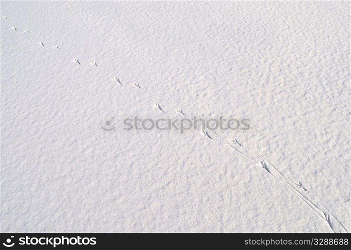 Close up of snow surface background with bird&rsquo;s footprints