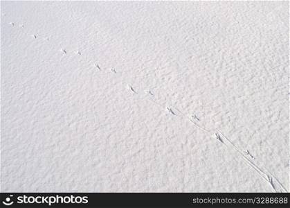 Close up of snow surface background with bird&rsquo;s footprints