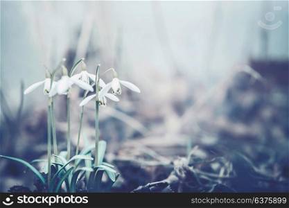 Close up of snowdrops flowers, spring time outdoor nature. Muted colors