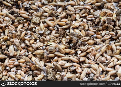 Close up of soil and sprouting wheat seed