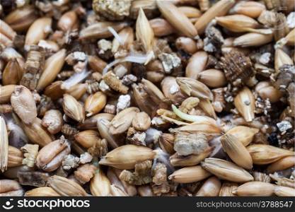 Close up of soil and sprouting wheat seed