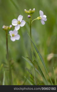 Close-up of some Cuckooflowers blooming in springtime