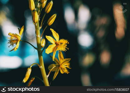 Close-up of some yellow flowers and buds of narthecium ossifragum in the wild