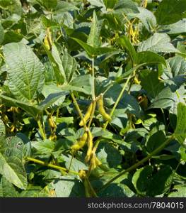 Close up of soy bean pods grown on farm as a source of oil and biodiesel
