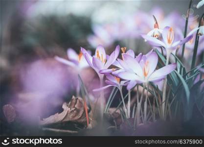 Close up of spring crocuses flowers, outdoor springtime nature