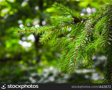 Close up of spruce branch. Copy space, nature concept.. Close up of spruce branch.