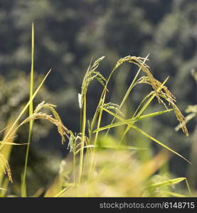 Close-up of stalks of rice, Punakha, Punakha District, Bhutan