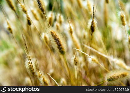 Close-up of stalks of wheat, San Diego, California, USA