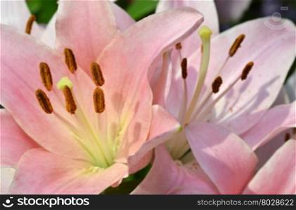 Close up of stamen and pistil of Lily flower