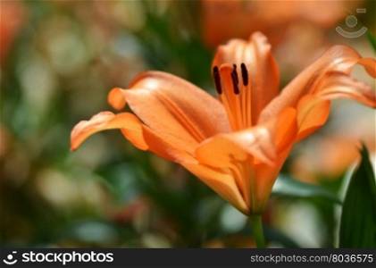 Close up of stamen and pistil of Lily flower