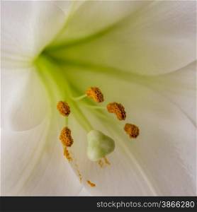 close up of stamen of a lily