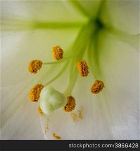 close up of stamen of a lily