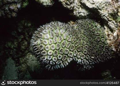 Close-up of Star Coral underwater, Pemba Channel, Tanzania