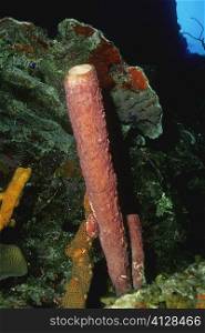 Close-up of Stovepipe Sponge (Aplysina Archeri) underwater, Turks and Caicos Islands, West Indies