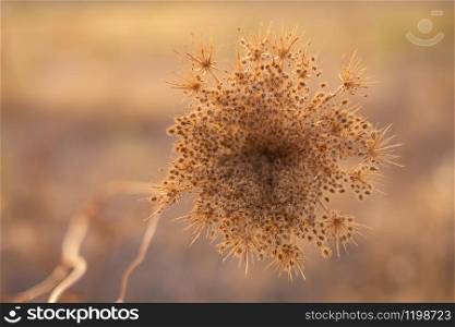 Close up of strange flowering plant on blurred background on a sunny autumn afternoon at sunset