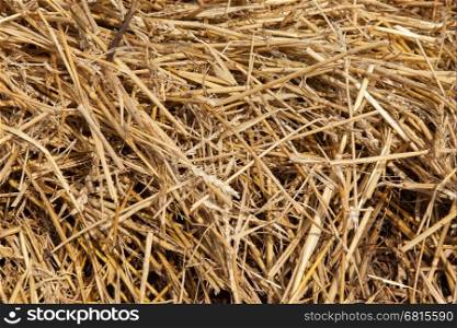 Close up of straw background texture, isolated