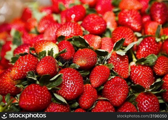 Close-up of strawberries, Zacatecas State, Mexico
