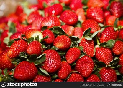 Close-up of strawberries, Zacatecas State, Mexico