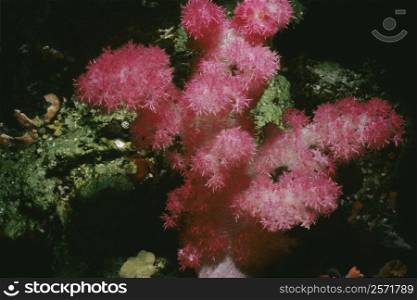 Close-up of Strawberry Soft Coral underwater, Palau