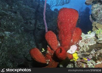 Close-up of Strawberry Vase Sponge underwater, Cayman Islands, West Indies