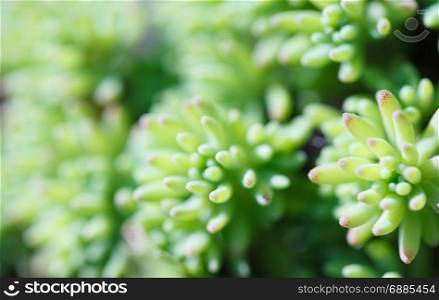Close-up of succulent. Macro photography of nature.. The close-up of succulent. Macro photography of nature.