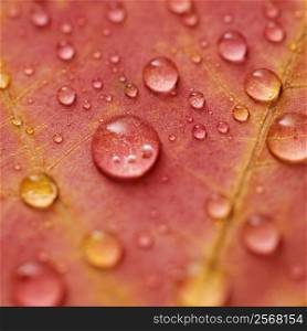 Close-up of Sugar Maple leaf in Fall color sprinkled with water droplets.