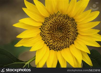 Close-Up of sunflower