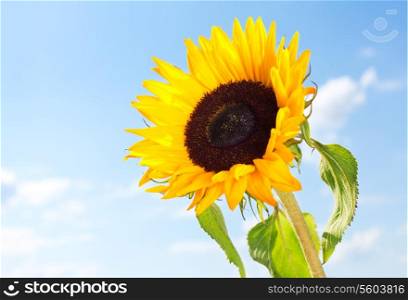 close up of sunflower against a blue sky