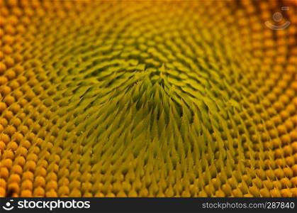 close up of sunflower blossom on natural background. sunflower blossom
