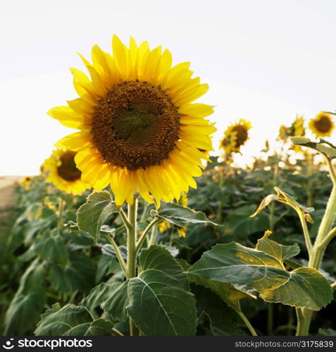 Close up of sunflower growing in field of sunflowers.
