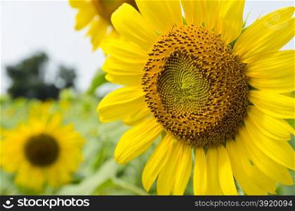 Close up of sunflower in field
