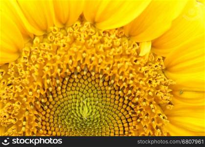 Close up of Sunflower in natural background