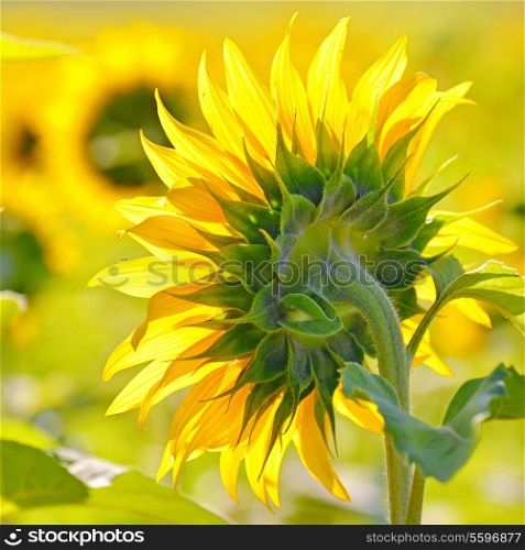Close-up of sunflower over field