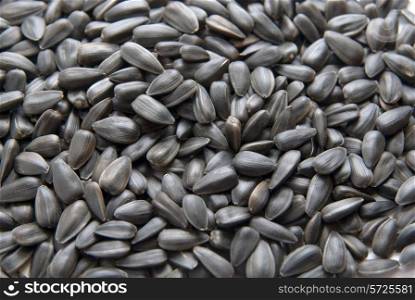 Close-up of Sunflower seed. texture background