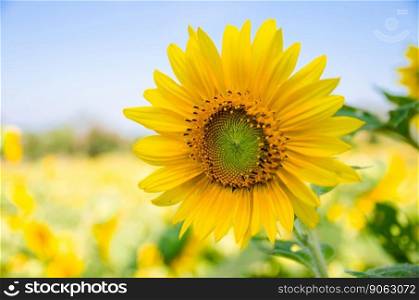 close up of sunflower with sunflowers field background