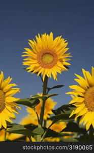 Close-up of sunflowers