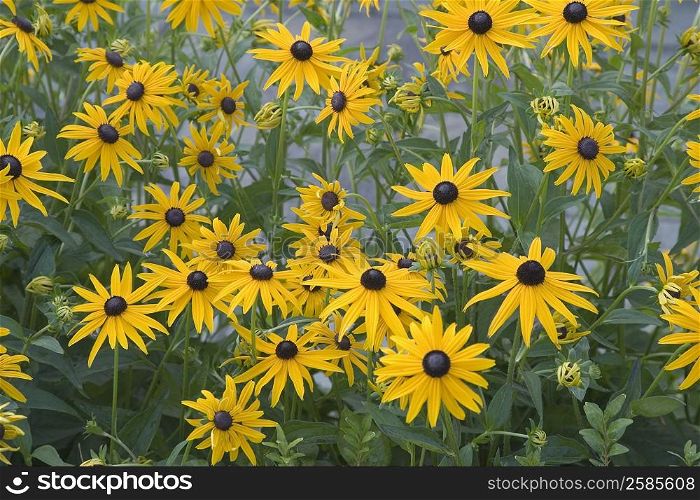Close-up of Sunflowers (Helianthus annuus)