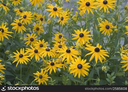 Close-up of Sunflowers (Helianthus annuus)