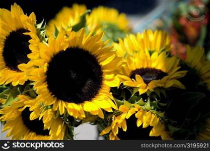 Close-up of sunflowers (Helianthus Annuus), Washington DC, USA