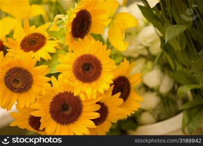 Close-up of sunflowers, La Spezia, Liguria, Italy