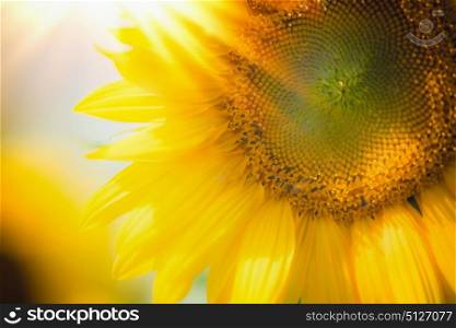 Close up of sunflowers with sunbeam, outdoor nature background